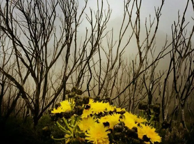 Casa La Bodega Tatil Evi Hermigua