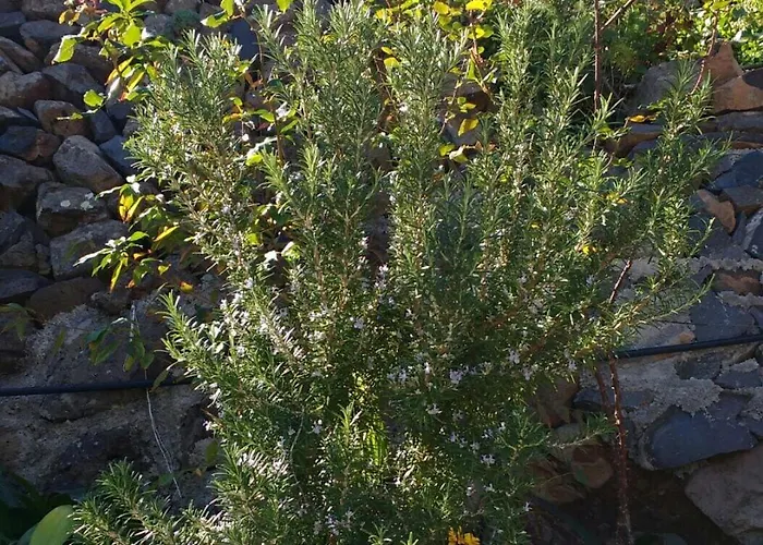 Casa La Bodega Tatil Evi Hermigua